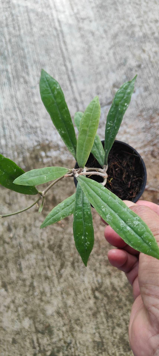 Hoya Rigidifolia