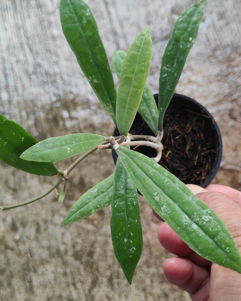 Hoya Rigidifolia