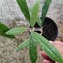 Hoya Rigidifolia