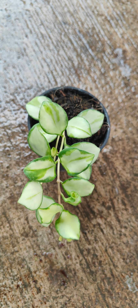 Hoya Heuschkliana Variegated  inside