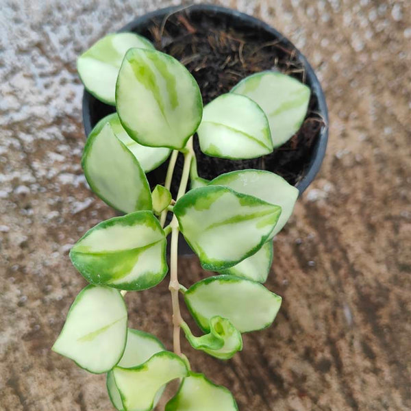 Hoya Heuschkliana Variegated  inside