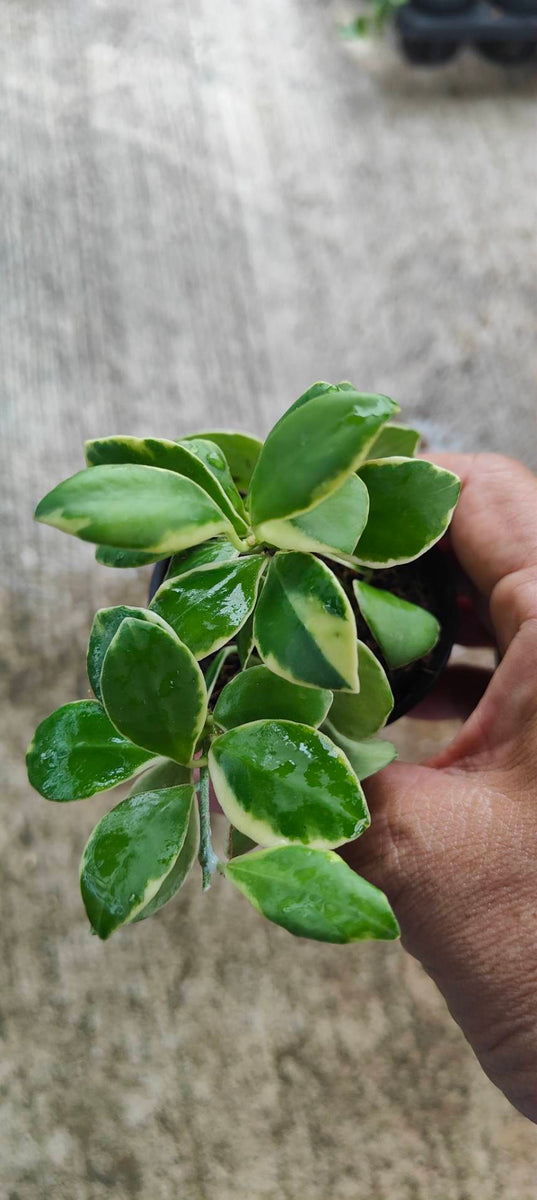 Hoya Heuschkliana Variegated outside