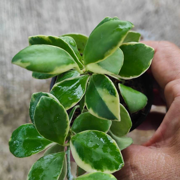 Hoya Heuschkliana Variegated outside