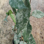 Hoya Caudata Silver