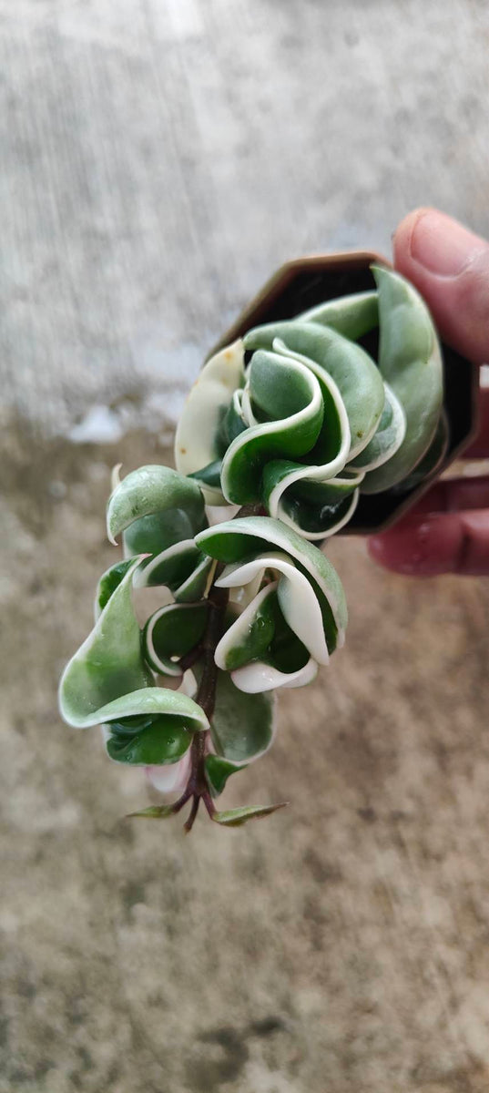 Hoya Compacta Variegated