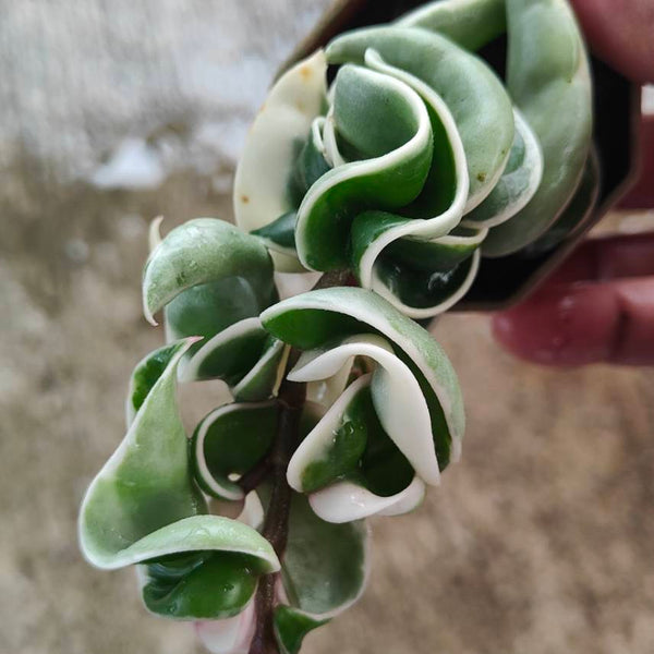 Hoya Compacta Variegated