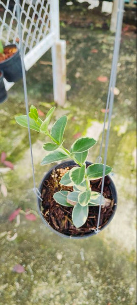 Hoya Cumingiana Variegtaed