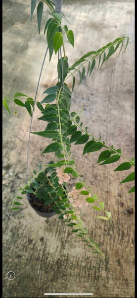 Hoya Leucantha