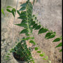 Hoya Leucantha