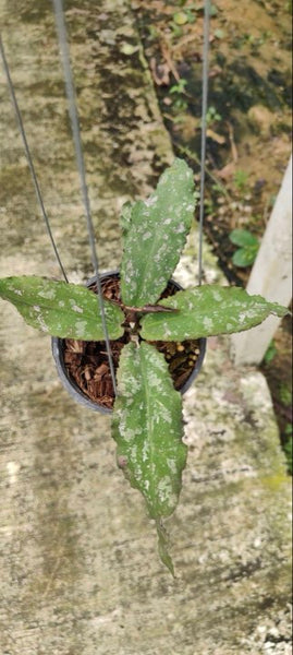 Hoya Nudulata