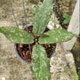 Hoya Nudulata