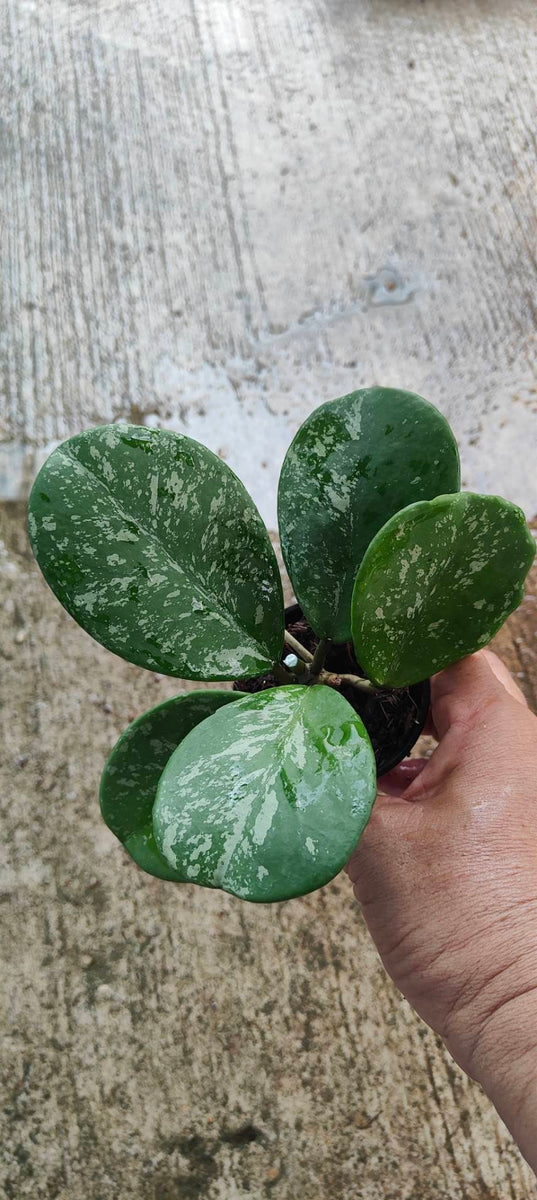 Hoya Obovata Variegated