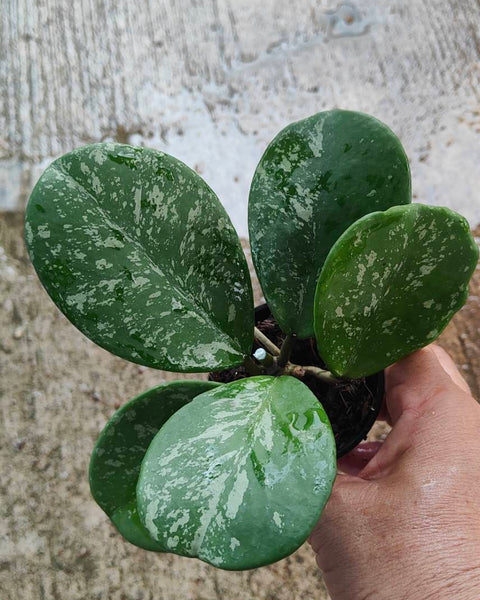 Hoya Obovata Variegated