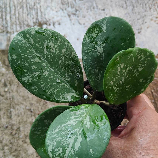 Hoya Obovata Variegated