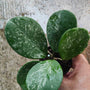 Hoya Obovata Variegated