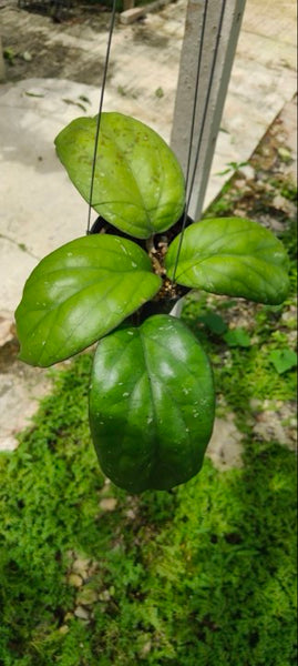 Hoya Priktai