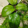 Hoya Priktai