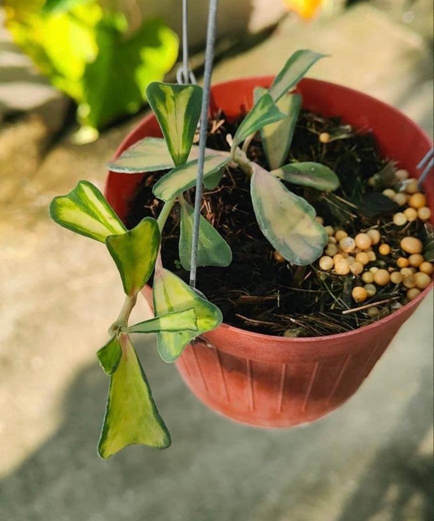 Hoya Manipurensis Philo