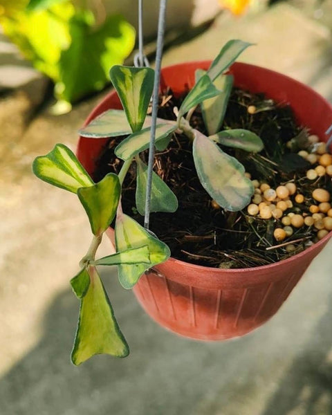 Hoya Manipurensis Philo