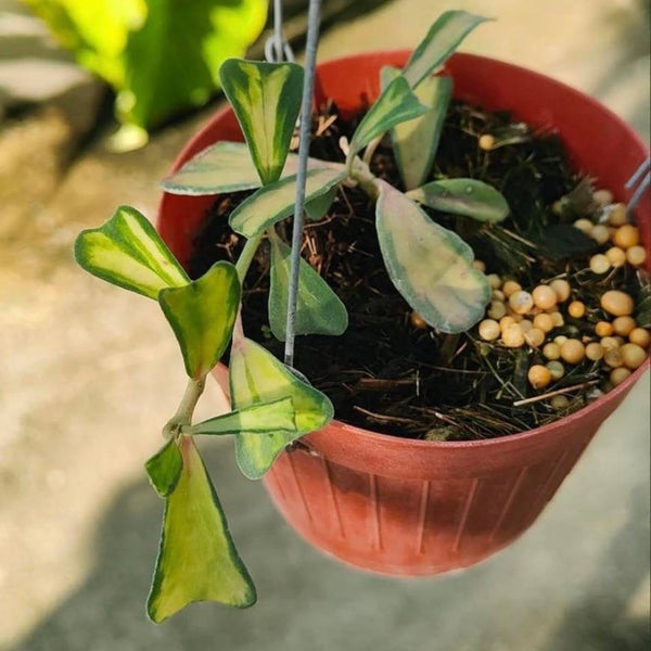 Hoya Manipurensis Philo