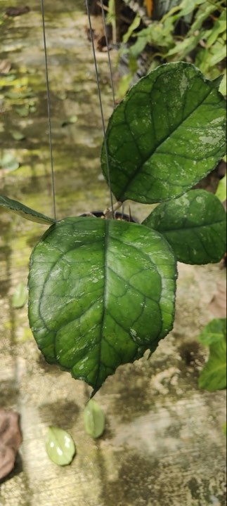 Hoya Svetlana