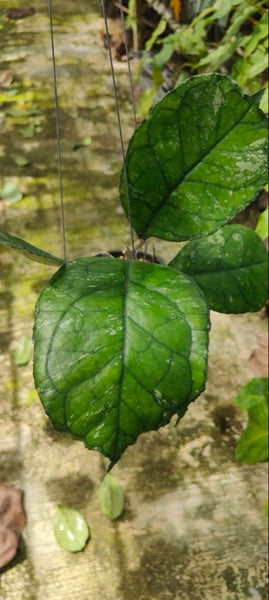 Hoya Svetlana