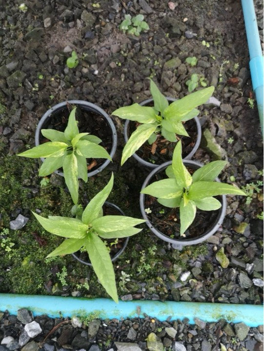 Anthurium Vittarifolium  Small