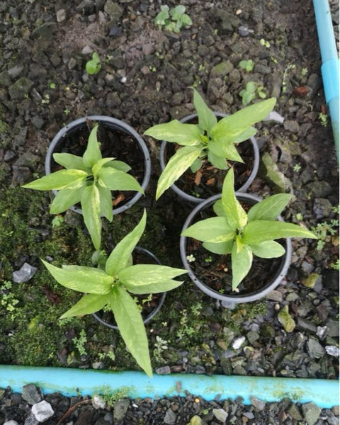 Anthurium Vittarifolium  Small