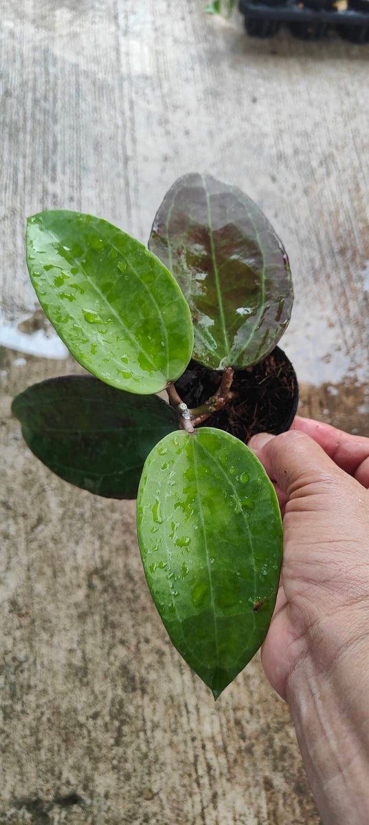 Hoya SP IV WMZ