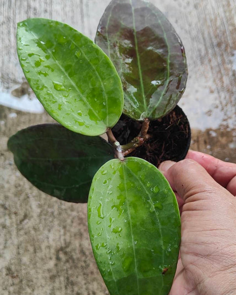 Hoya SP IV WMZ