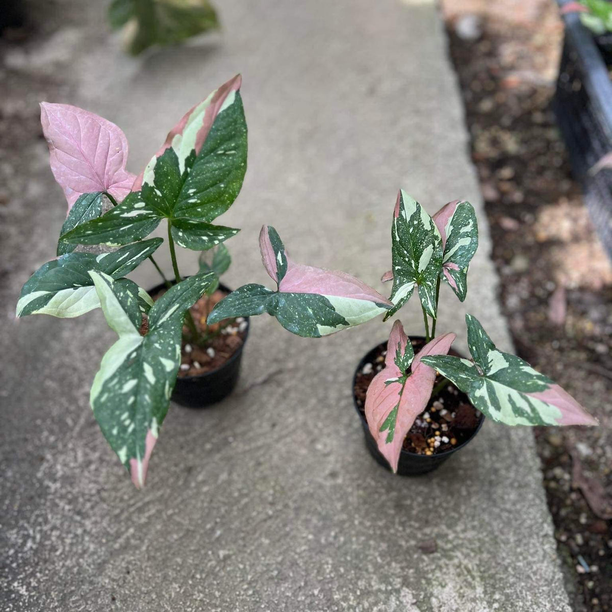 Syngonium - Tri Color - Variegated - Wholesale