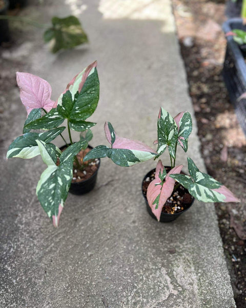 Syngonium - Tri Color - Variegated - Wholesale