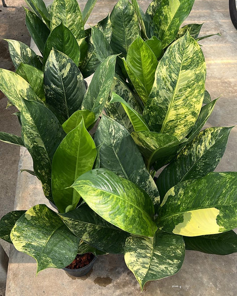 Dieffenbachia Bigben Variegated