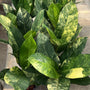 Dieffenbachia Bigben Variegated