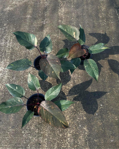 Philodendron Orange Princess Marble
