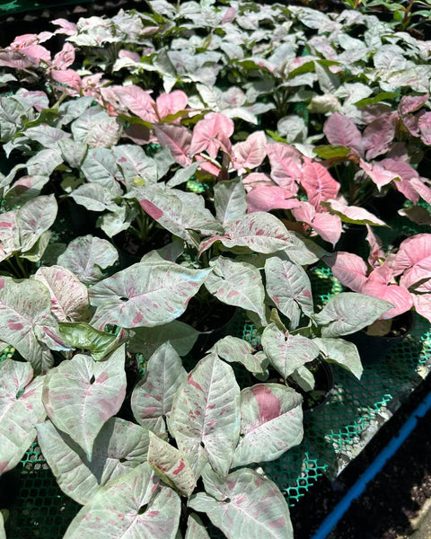 x10 Syngonium - Milk Confetti - Variegated - Wholesale