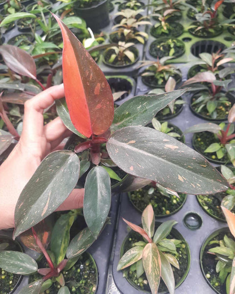 Philodendron - Orange Princess