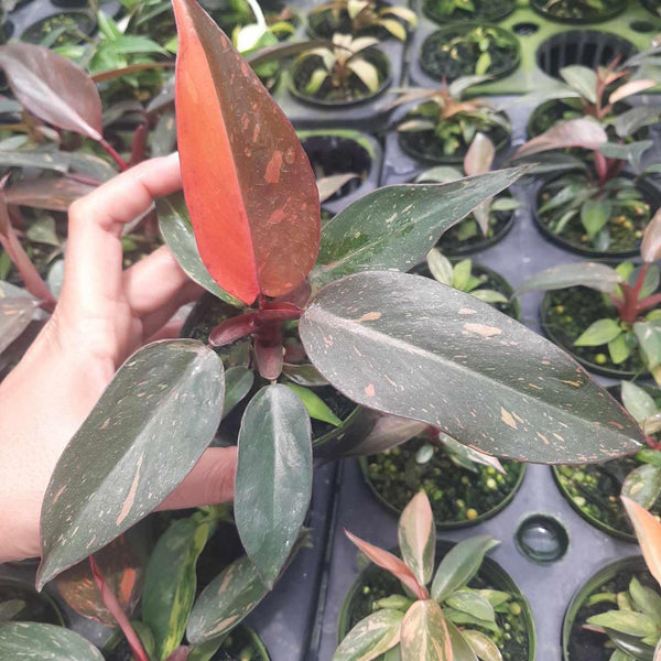 Philodendron - Orange Princess