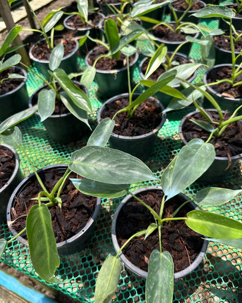 Philodendron Spiritus Sancti