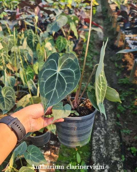 Anthurium Clarinervium