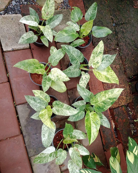 Philodendron Giganteum Variegated