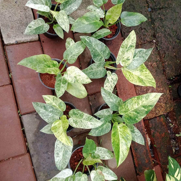 Philodendron Giganteum Variegated