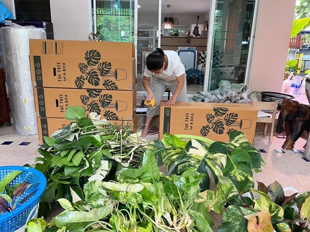 x10 Philodendron - White Princess - Variegated - Wholesale