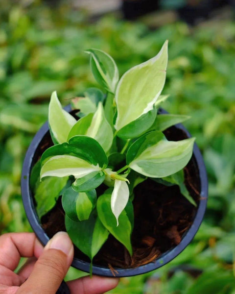 x10 Philodendron - Cream Splash - Variegated - Wholesale