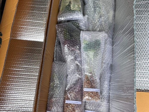 x25 Philodendron - Billietiae - Wholesale