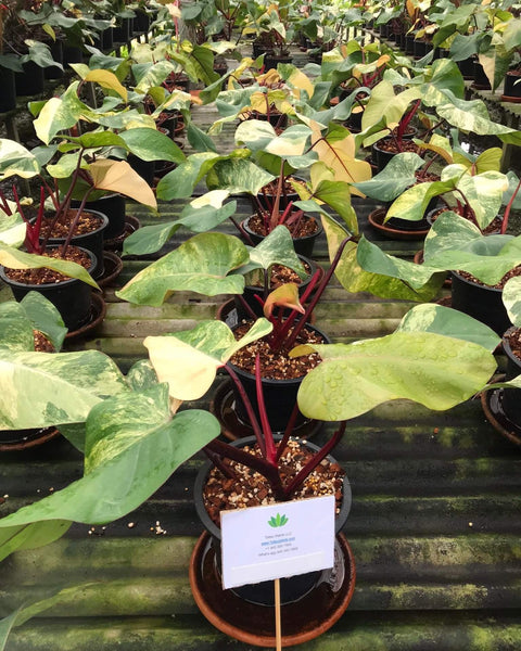 Philodendron - Red Emerald (Strawberry Shake) - Variegated - Wholesale