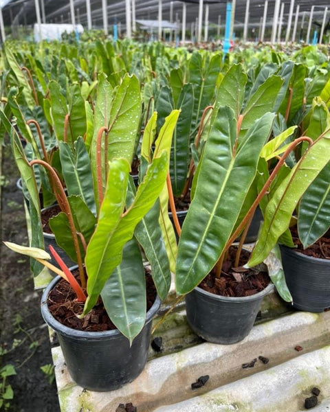 x25 Philodendron - Billietiae - Wholesale