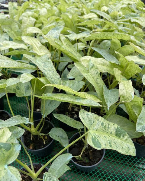 Philodendron - Paraiso Verde - Variegated - Wholesale