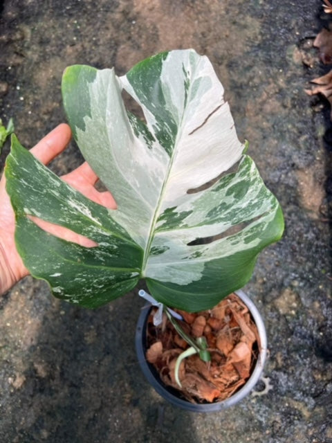 x10 Monstera - Albo - Highly Variegated - Wholesale