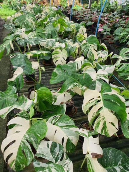 x5 Monstera - Albo - 3-4 Leaf - Variegated - Wholesale